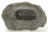 Detailed Austerops Trilobite - Ofaten, Morocco #325975-3